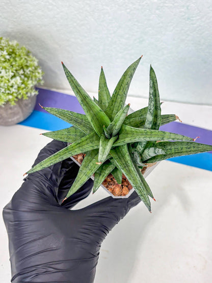 Sansevieria Via (#Ha89) | Imported Hybrids