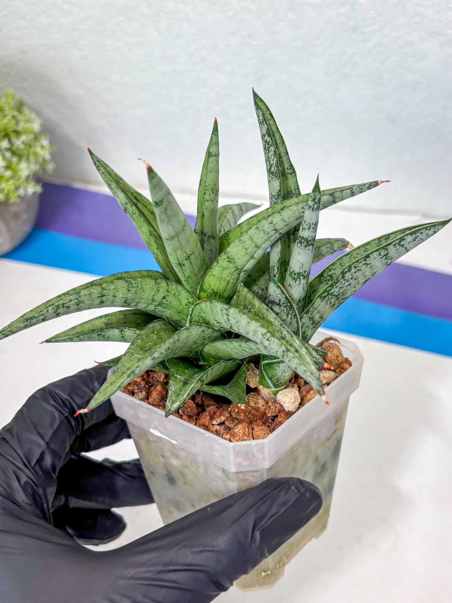 Sansevieria Via (#Ha89) | Imported Hybrids