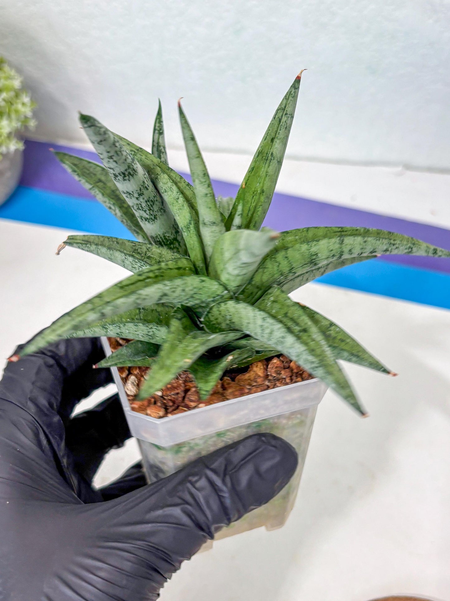 Sansevieria Via (#Ha89) | Imported Hybrids