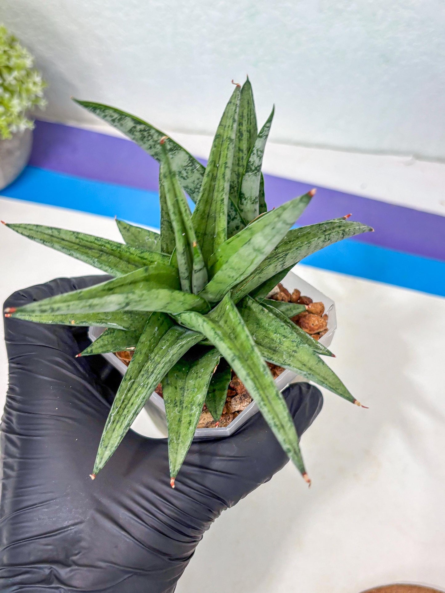 Sansevieria Via (#Ha89) | Imported Hybrids