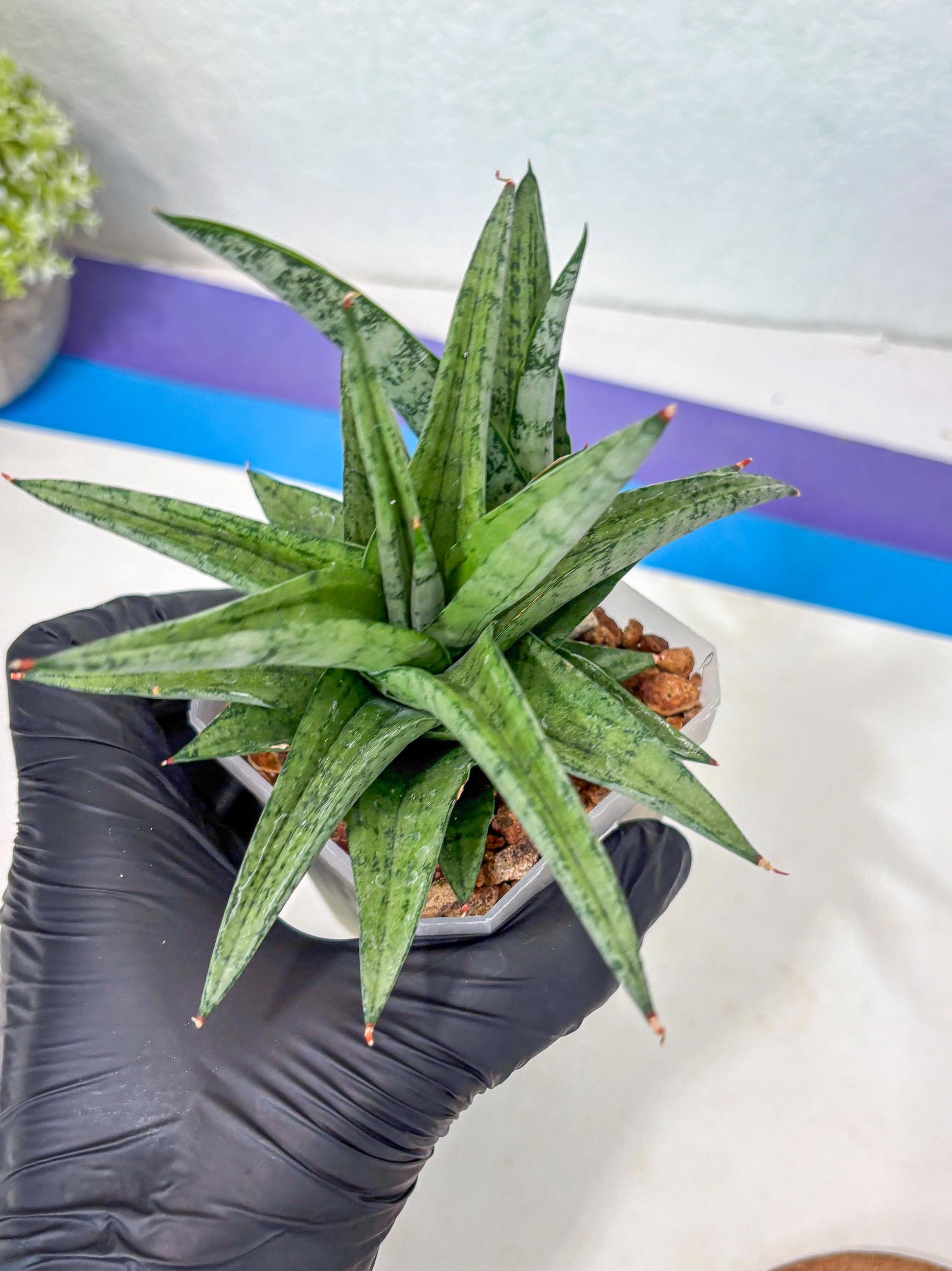 Sansevieria Via (#Ha89) | Imported Hybrids