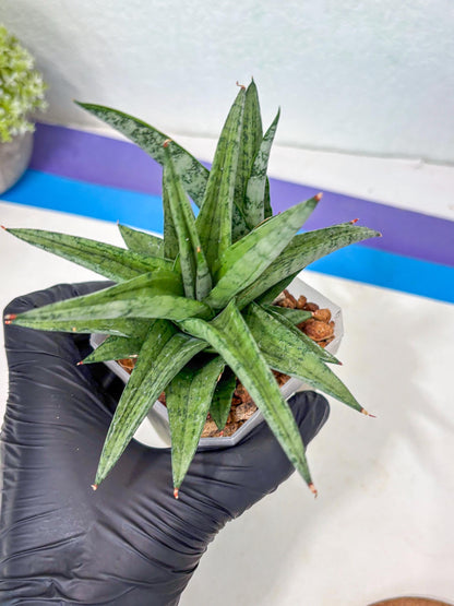 Sansevieria Via (#Ha89) | Imported Hybrids