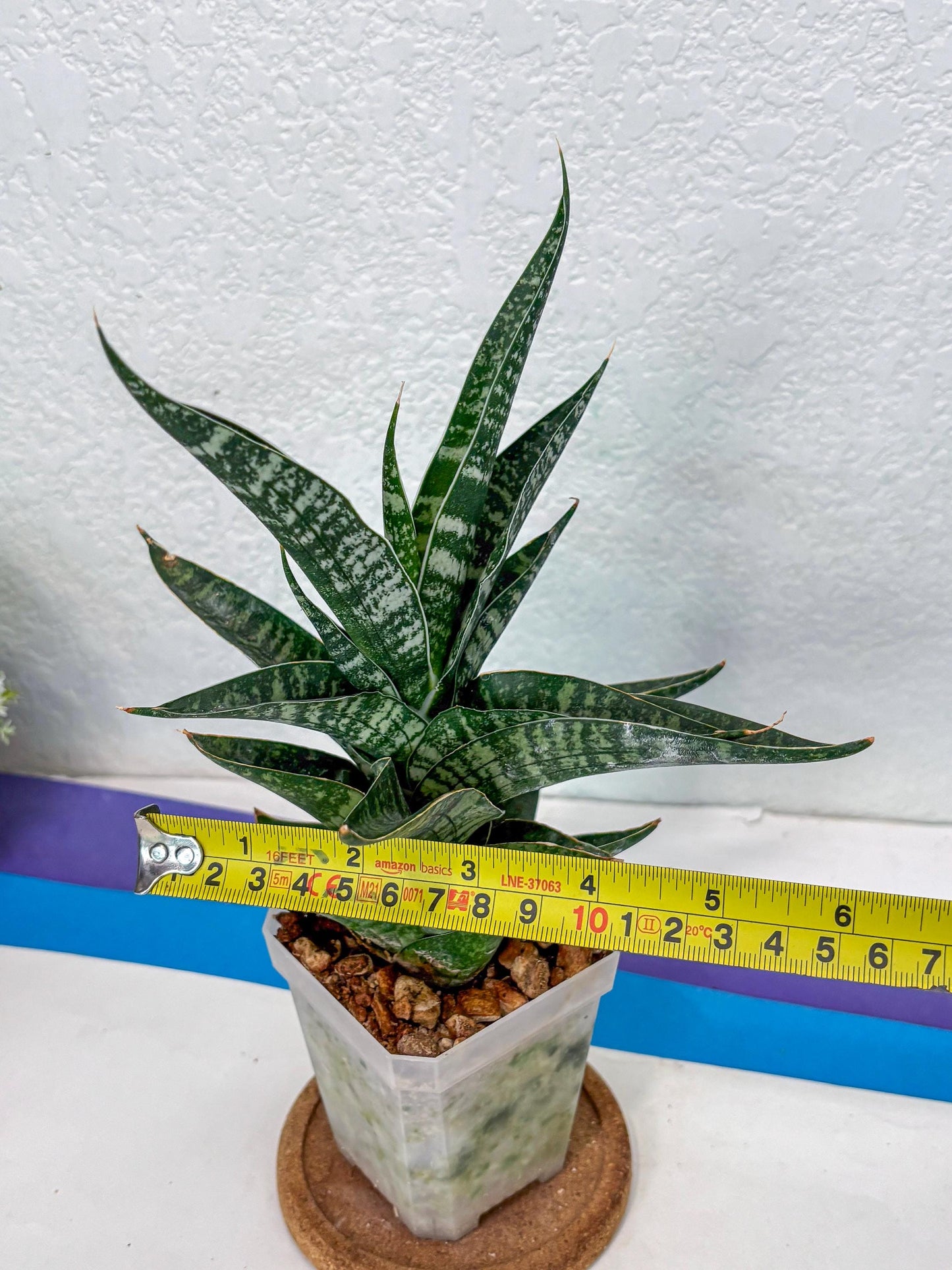 Sansevieria Silver Mottled (Ha1) (13) | Rare Hybrid