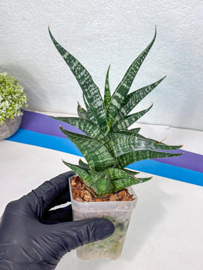 Sansevieria Silver Mottled (Ha1) (13) | Rare Hybrid