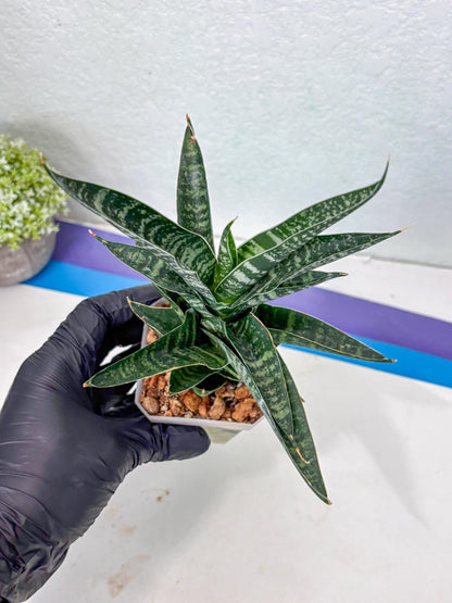 Sansevieria Silver Mottled (Ha1) (13) | Rare Hybrid