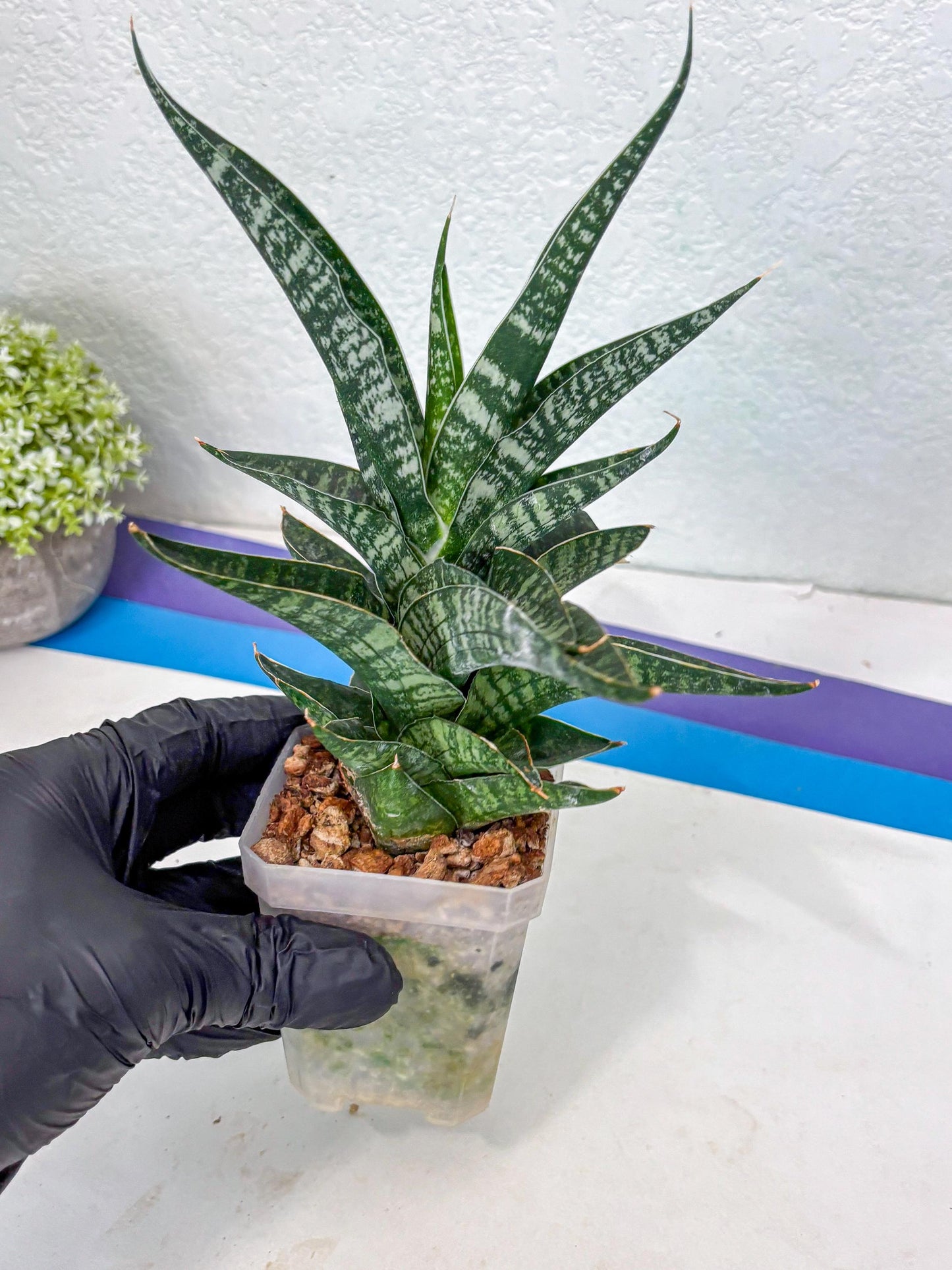 Sansevieria Silver Mottled (Ha1) (13) | Rare Hybrid