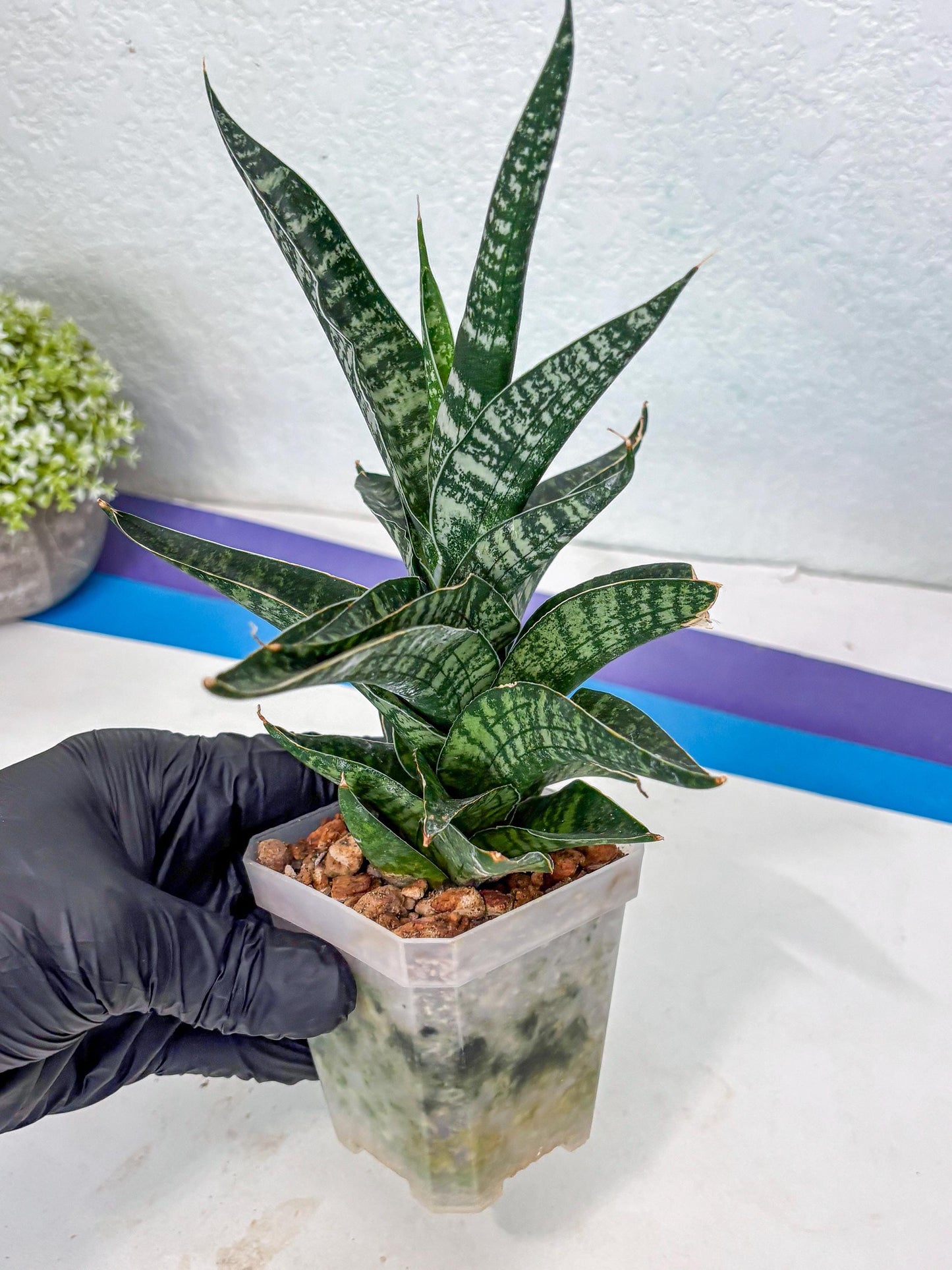 Sansevieria Silver Mottled (Ha1) (13) | Rare Hybrid