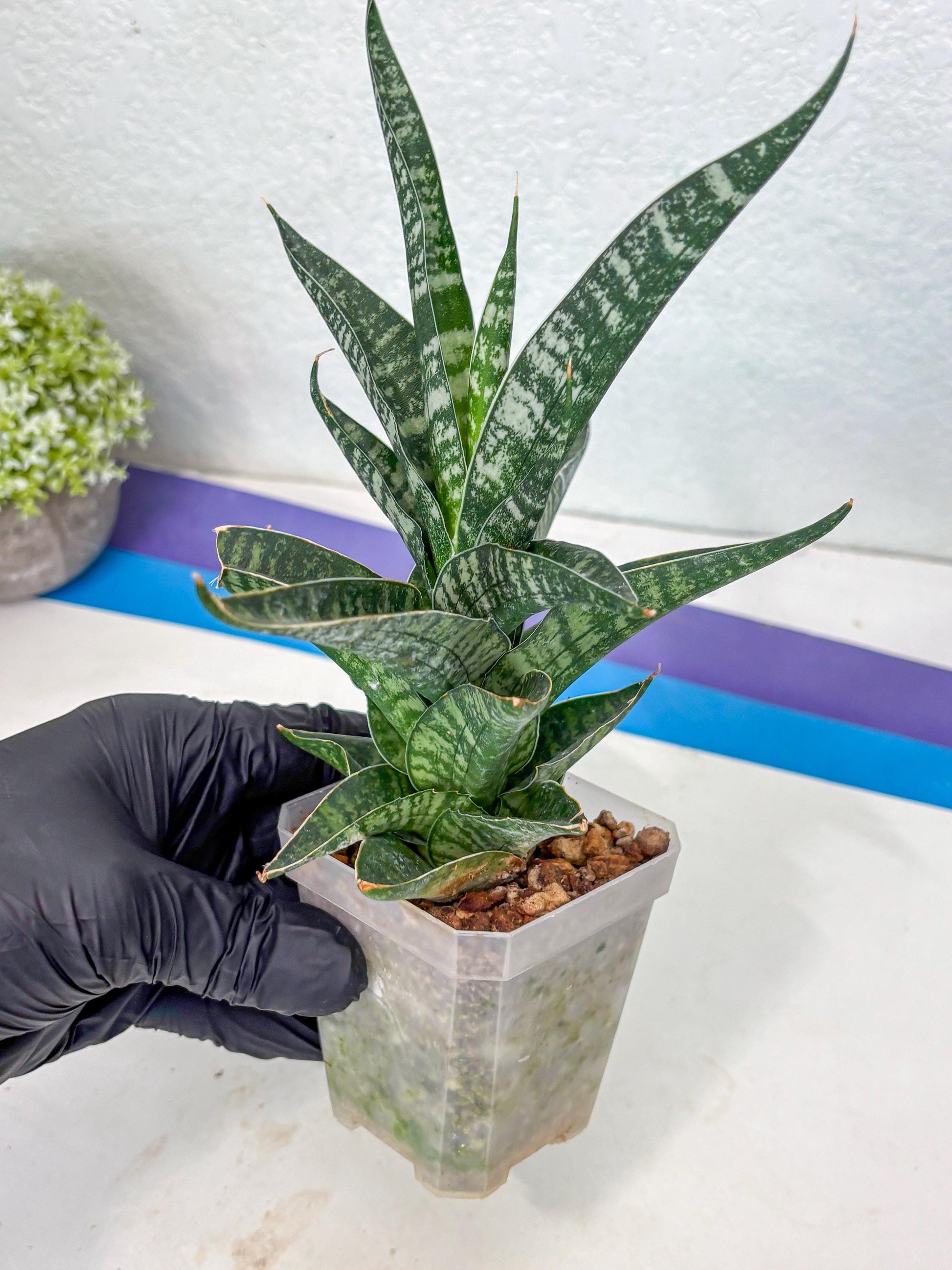 Sansevieria Silver Mottled (Ha1) (13) | Rare Hybrid