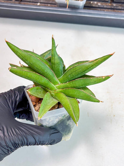 Sansevieria Robo (Ha5) (3) | Rare Hybrid Species