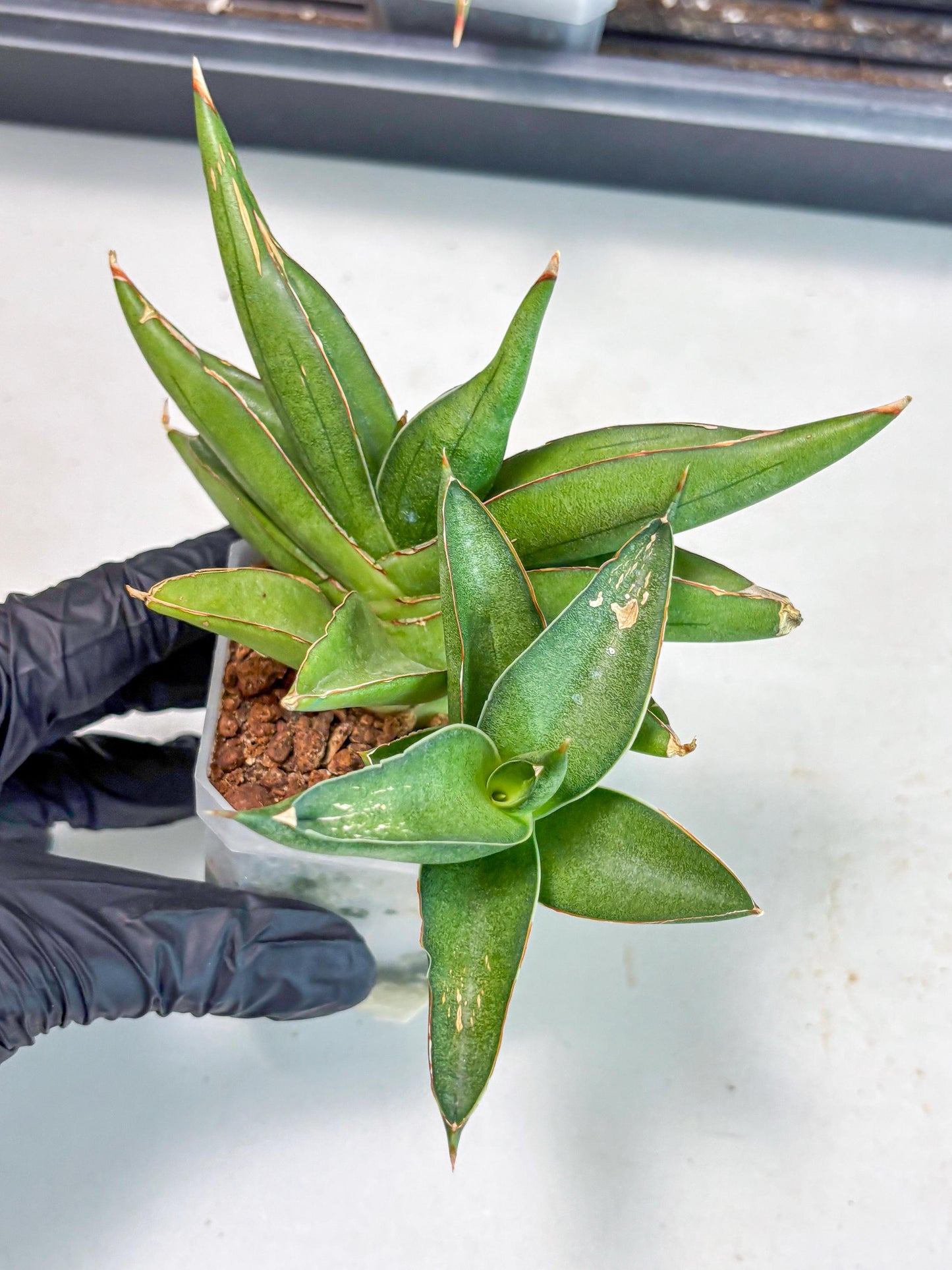 Sansevieria Robo (Ha5) (3) | Rare Hybrid Species