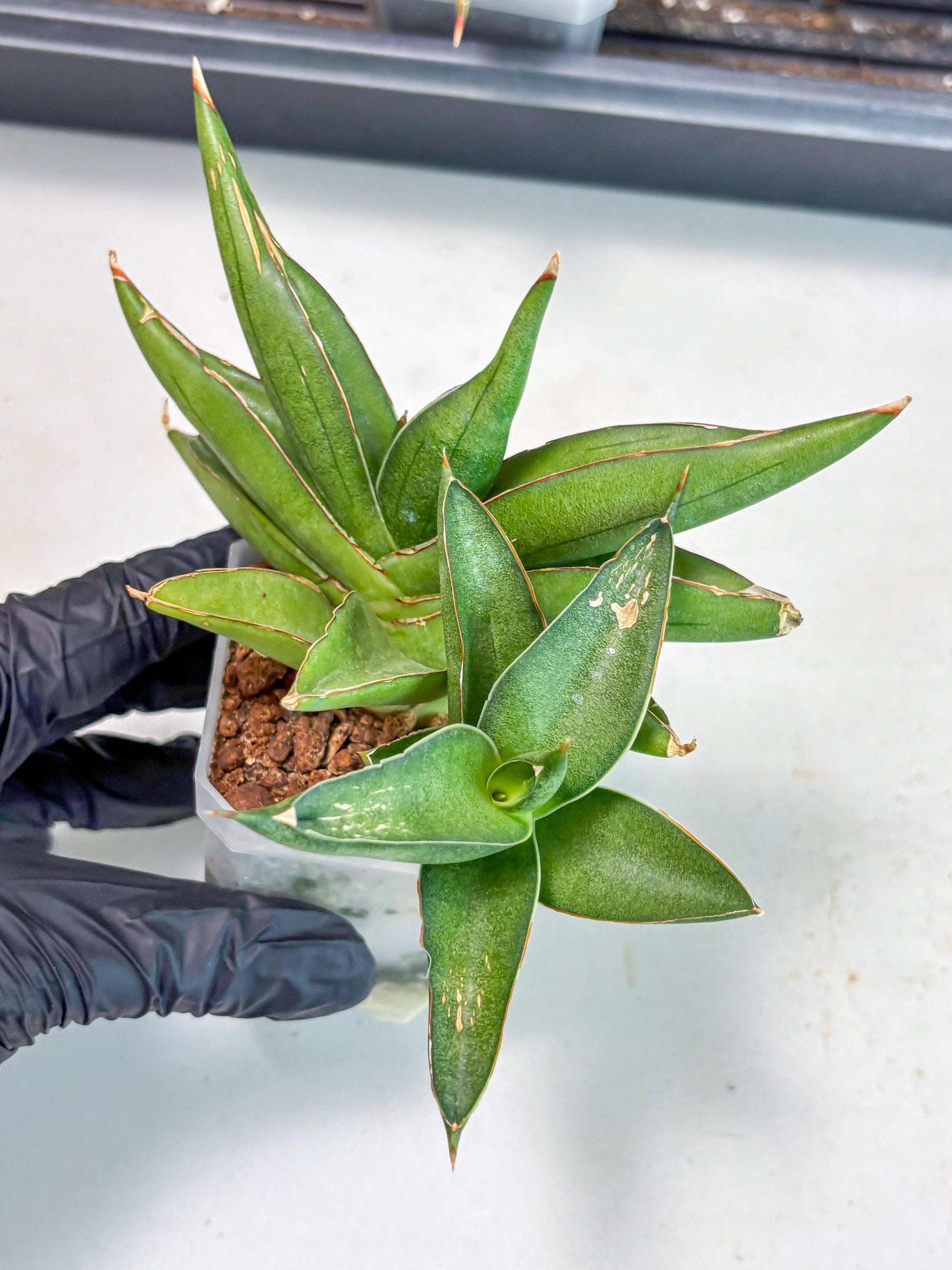 Sansevieria Robo (Ha5) (3) | Rare Hybrid Species