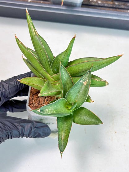 Sansevieria Robo (Ha5) (3) | Rare Hybrid Species