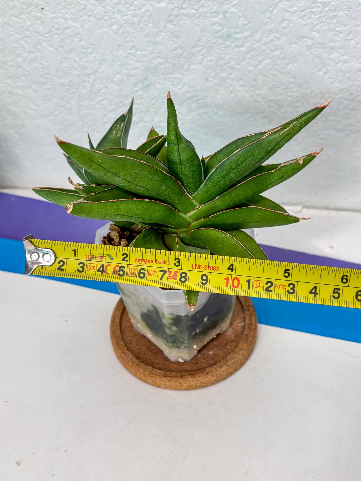 Sansevieria Robo (Ha5) (3) | Rare Hybrid Species