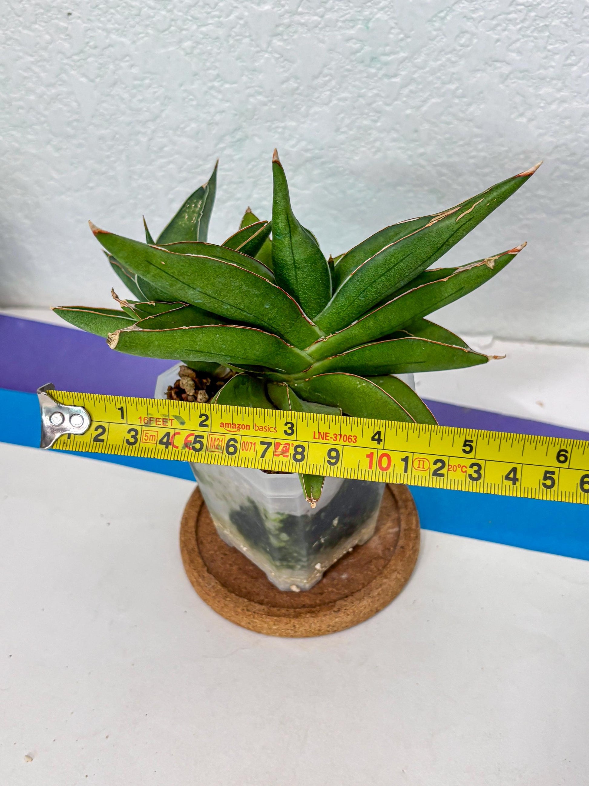 Sansevieria Robo (Ha5) (3) | Rare Hybrid Species