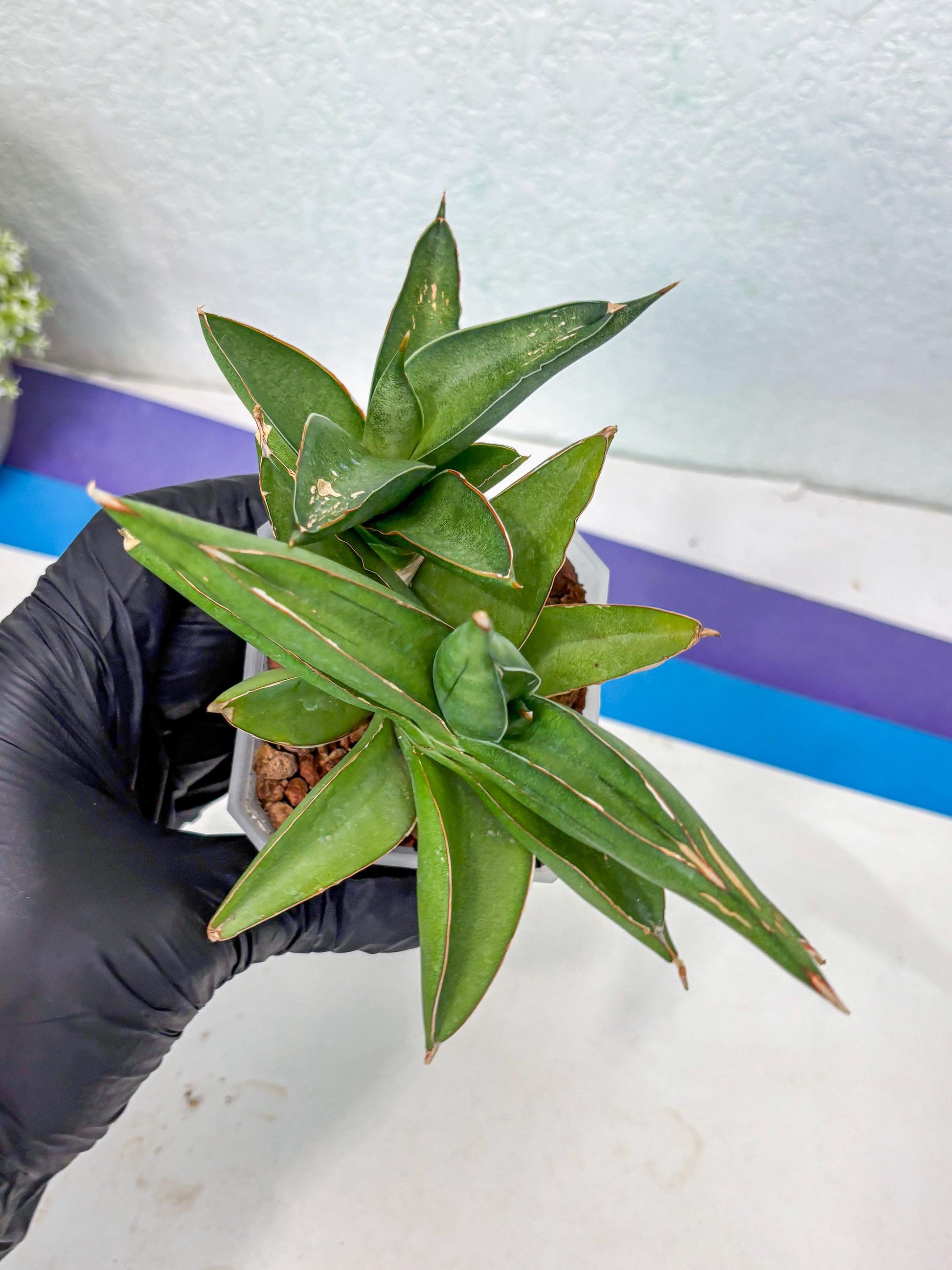 Sansevieria Robo (Ha5) (3) | Rare Hybrid Species