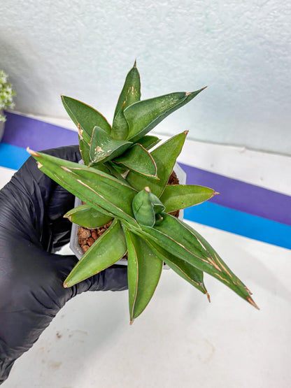 Sansevieria Robo (Ha5) (3) | Rare Hybrid Species