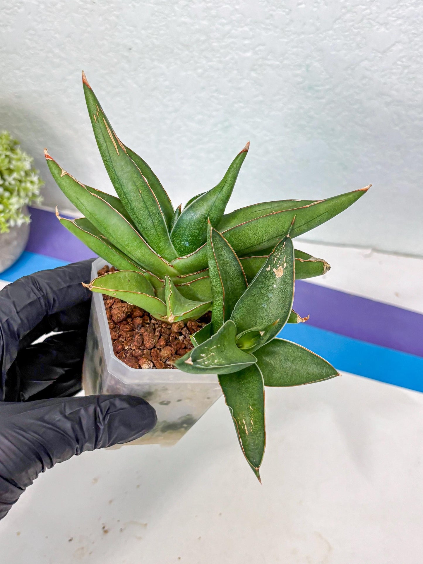 Sansevieria Robo (Ha5) (3) | Rare Hybrid Species
