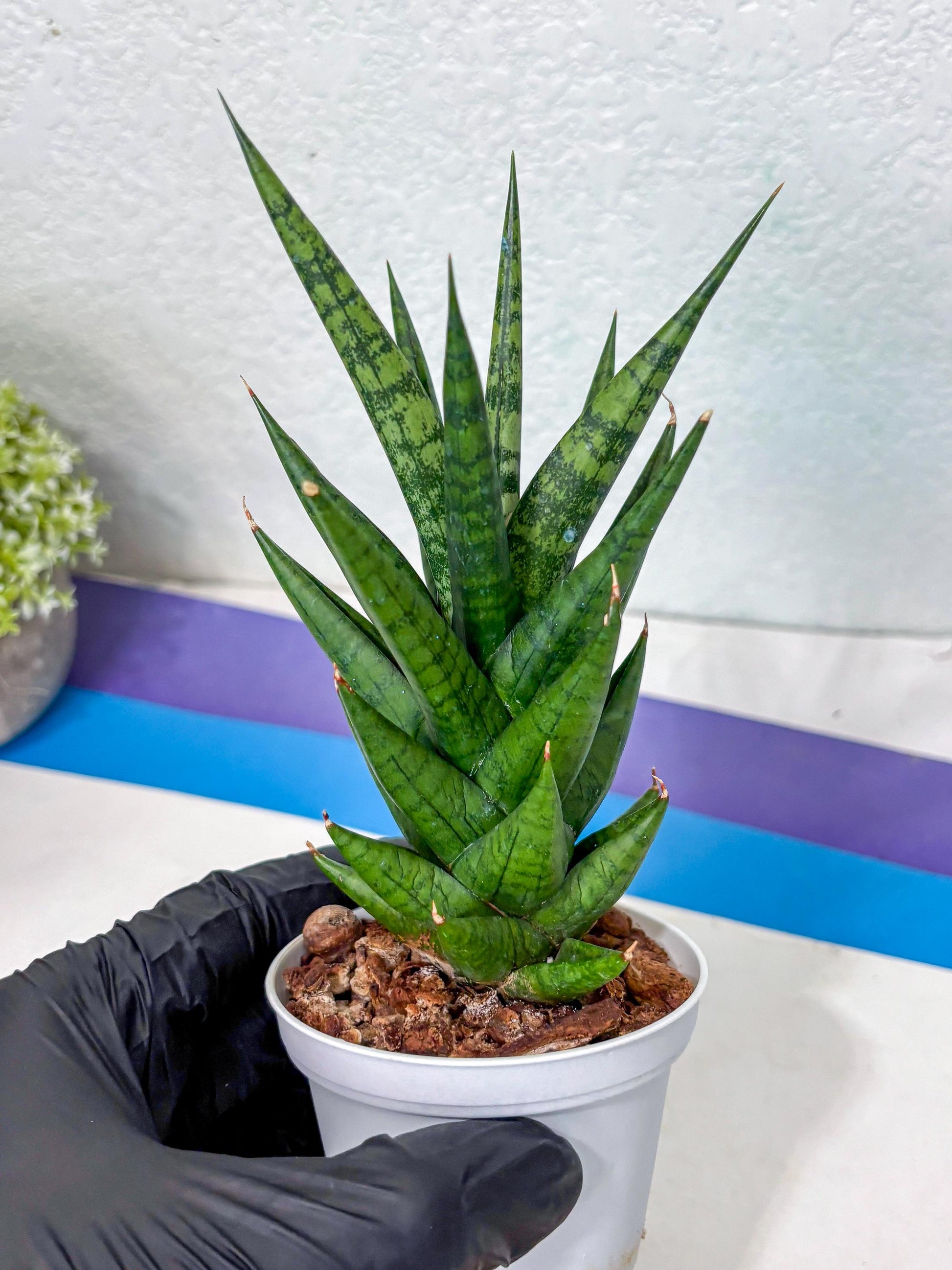 Sansevieria Tesya (Ha5) (4) | Imported