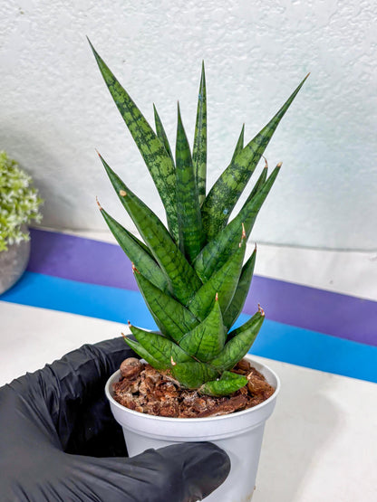 Sansevieria Tesya (Ha5) (4) | Imported