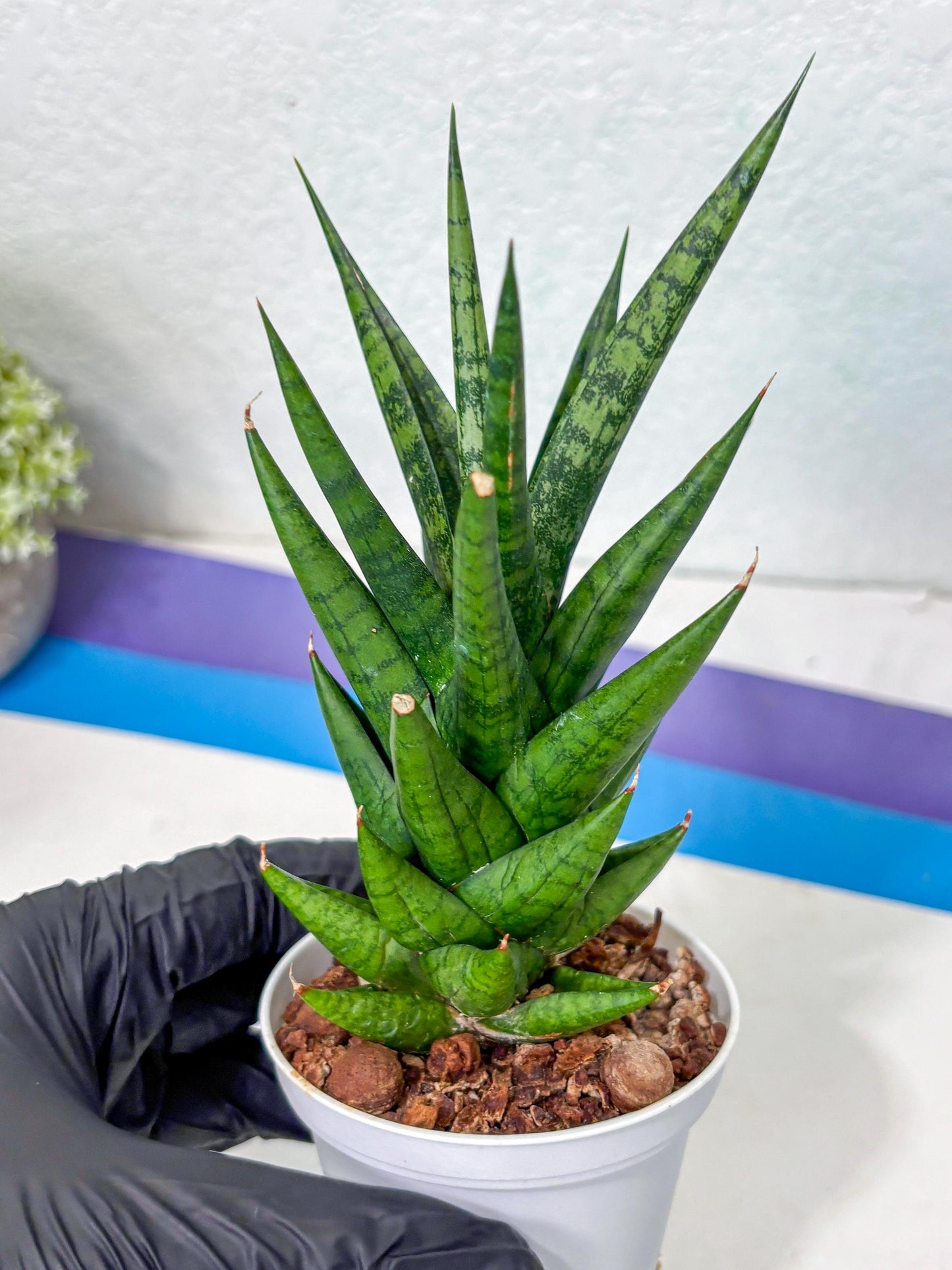 Sansevieria Tesya (Ha5) (4) | Imported
