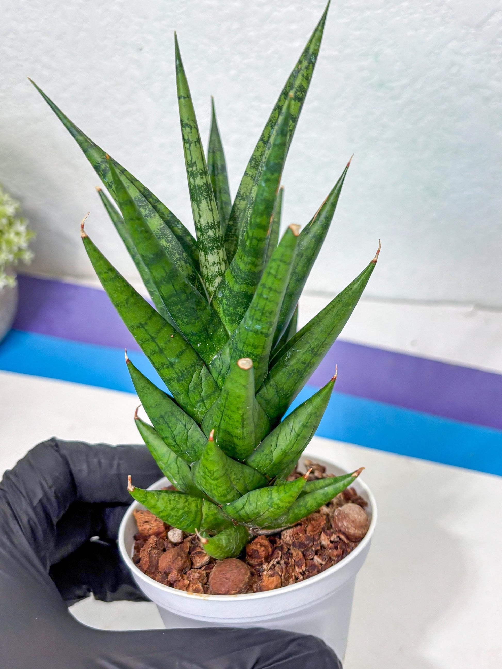 Sansevieria Tesya (Ha5) (4) | Imported