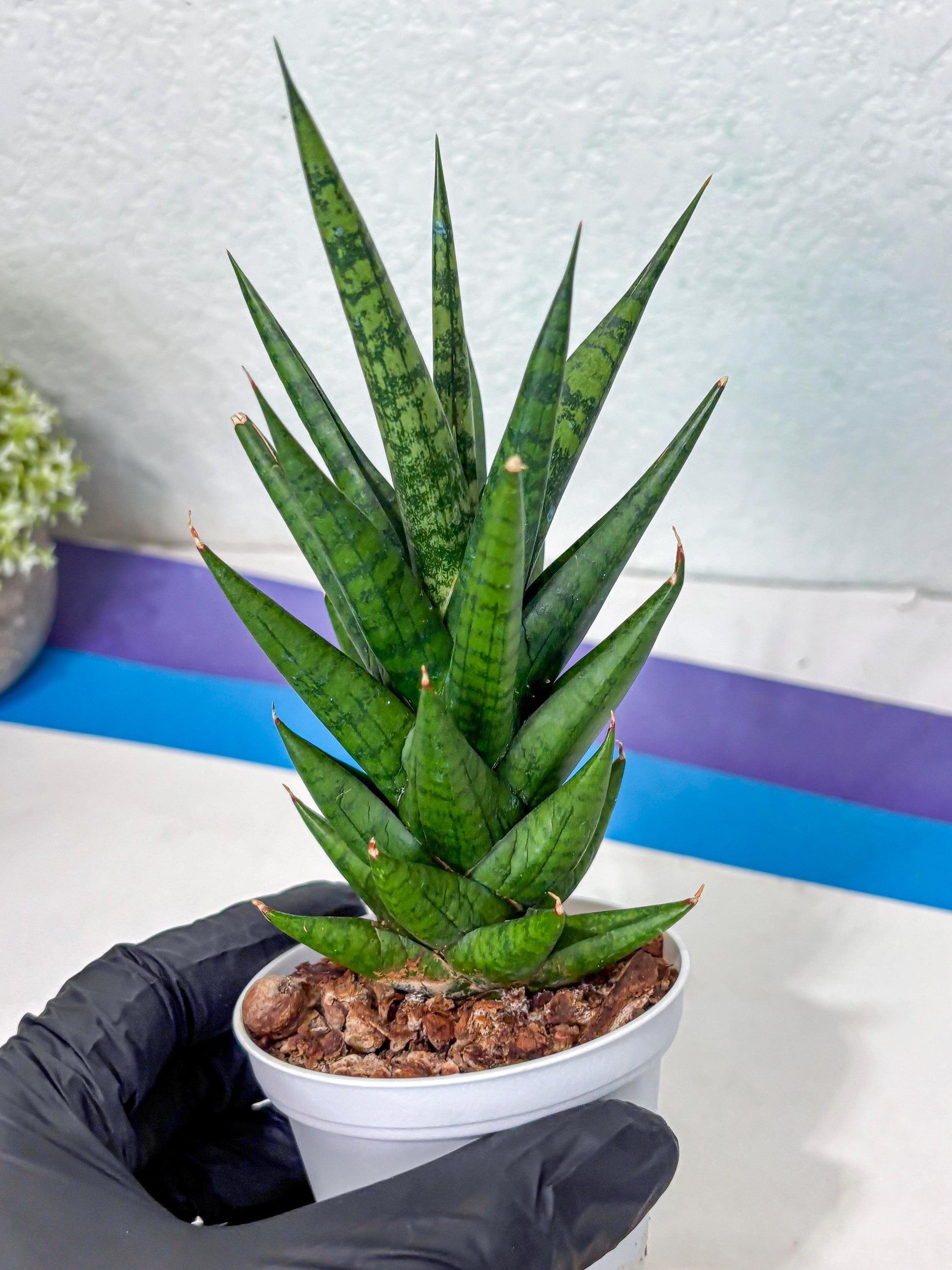 Sansevieria Tesya (Ha5) (4) | Imported