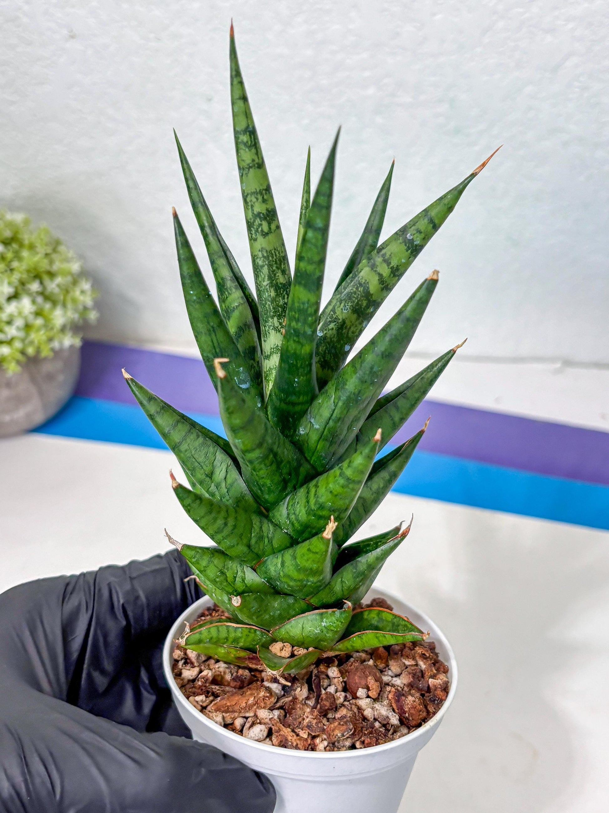 Sansevieria Tesya (Ha5) (5) | Imported