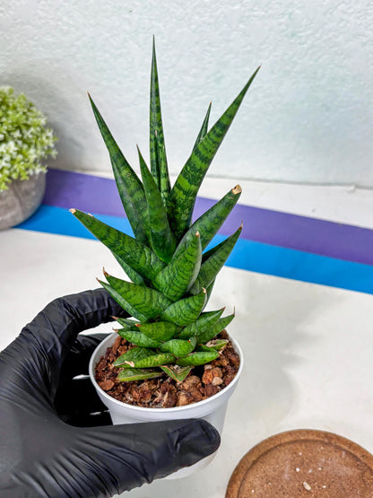Sansevieria Tesya (Ha5) (10) | Imported