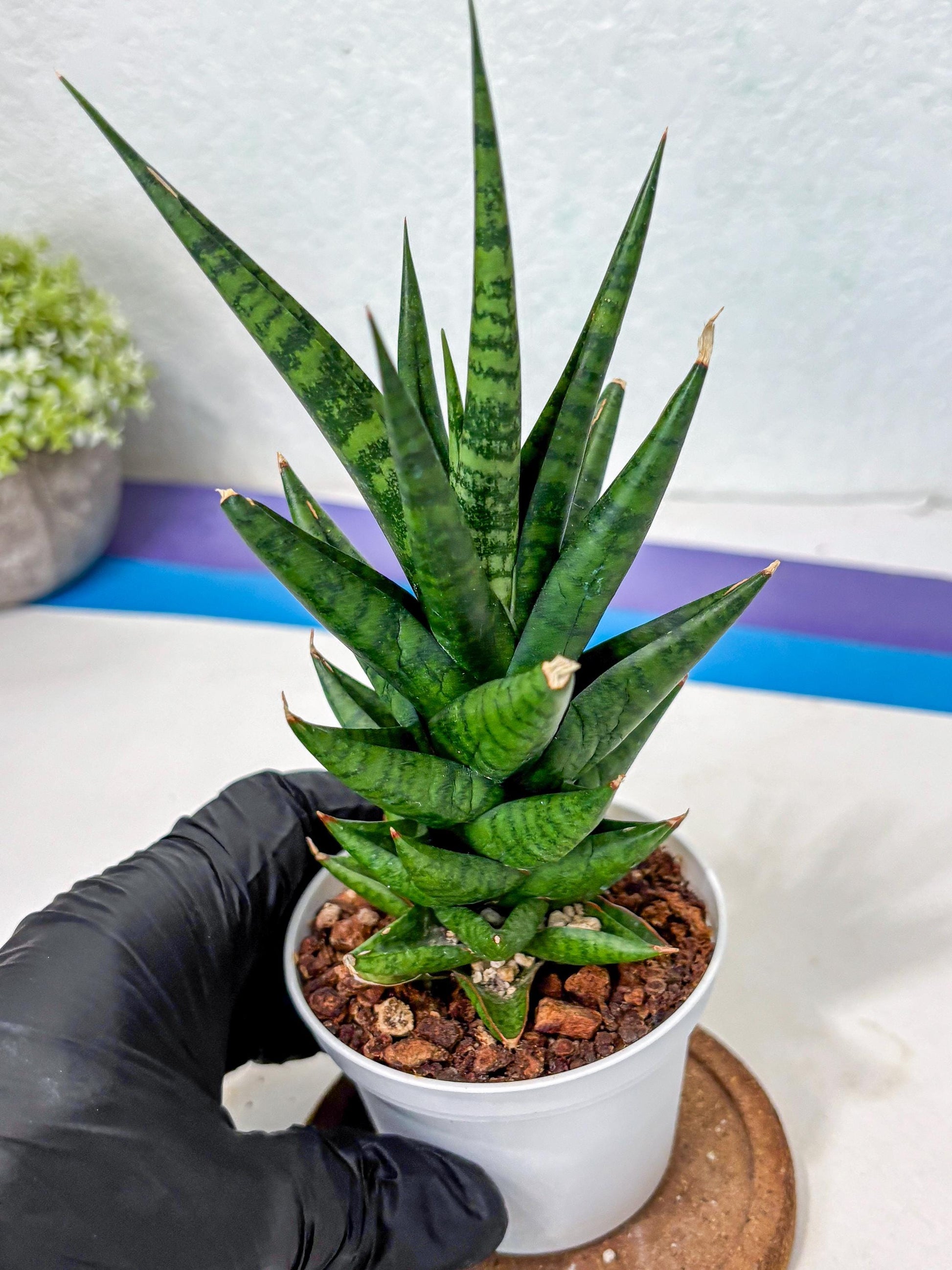 Sansevieria Tesya (Ha5) (10) | Imported