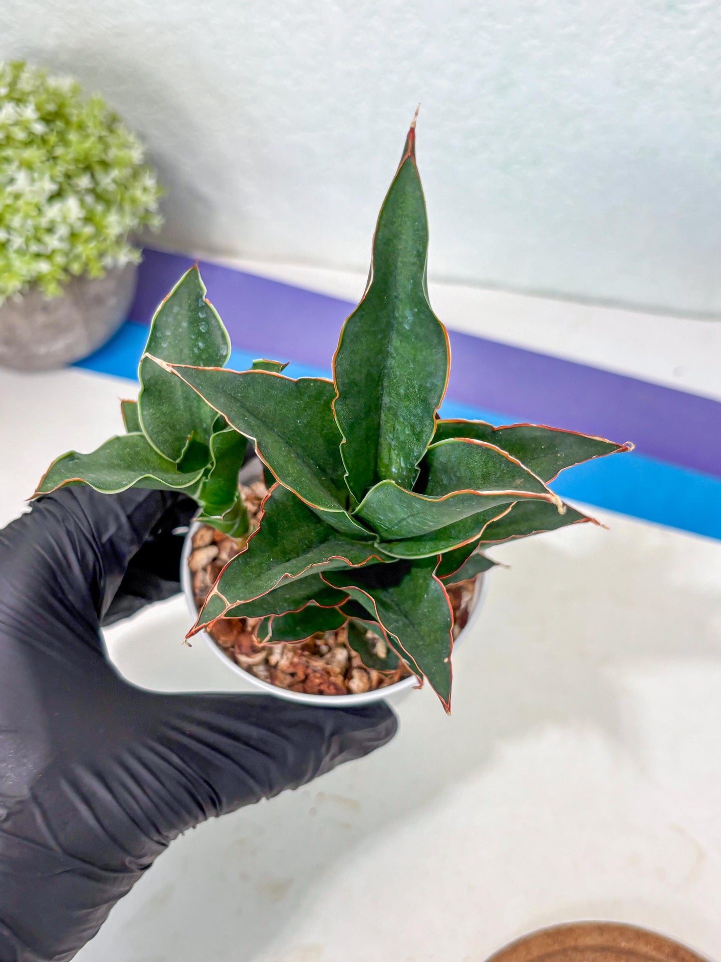 Sansevieria Marlena (Ha5) (11) | Imported Plants