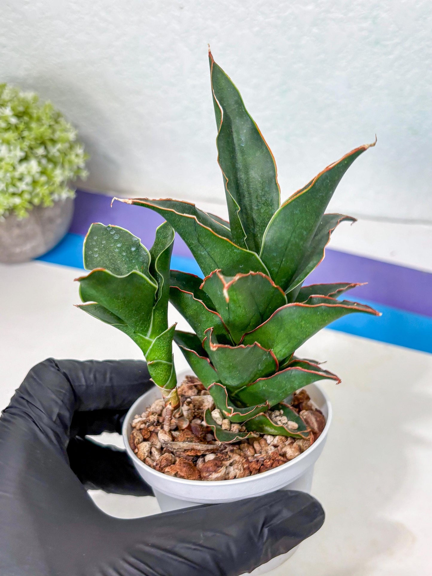 Sansevieria Marlena (Ha5) (11) | Imported Plants