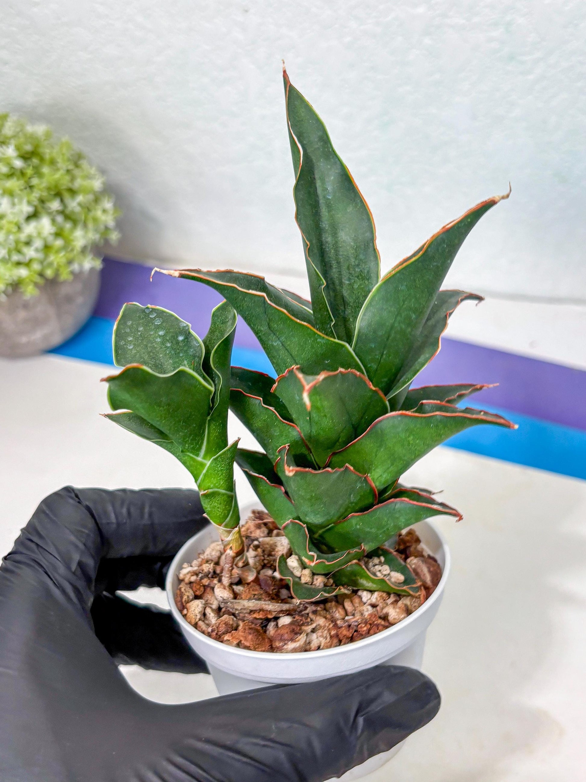 Sansevieria Marlena (Ha5) (11) | Imported Plants