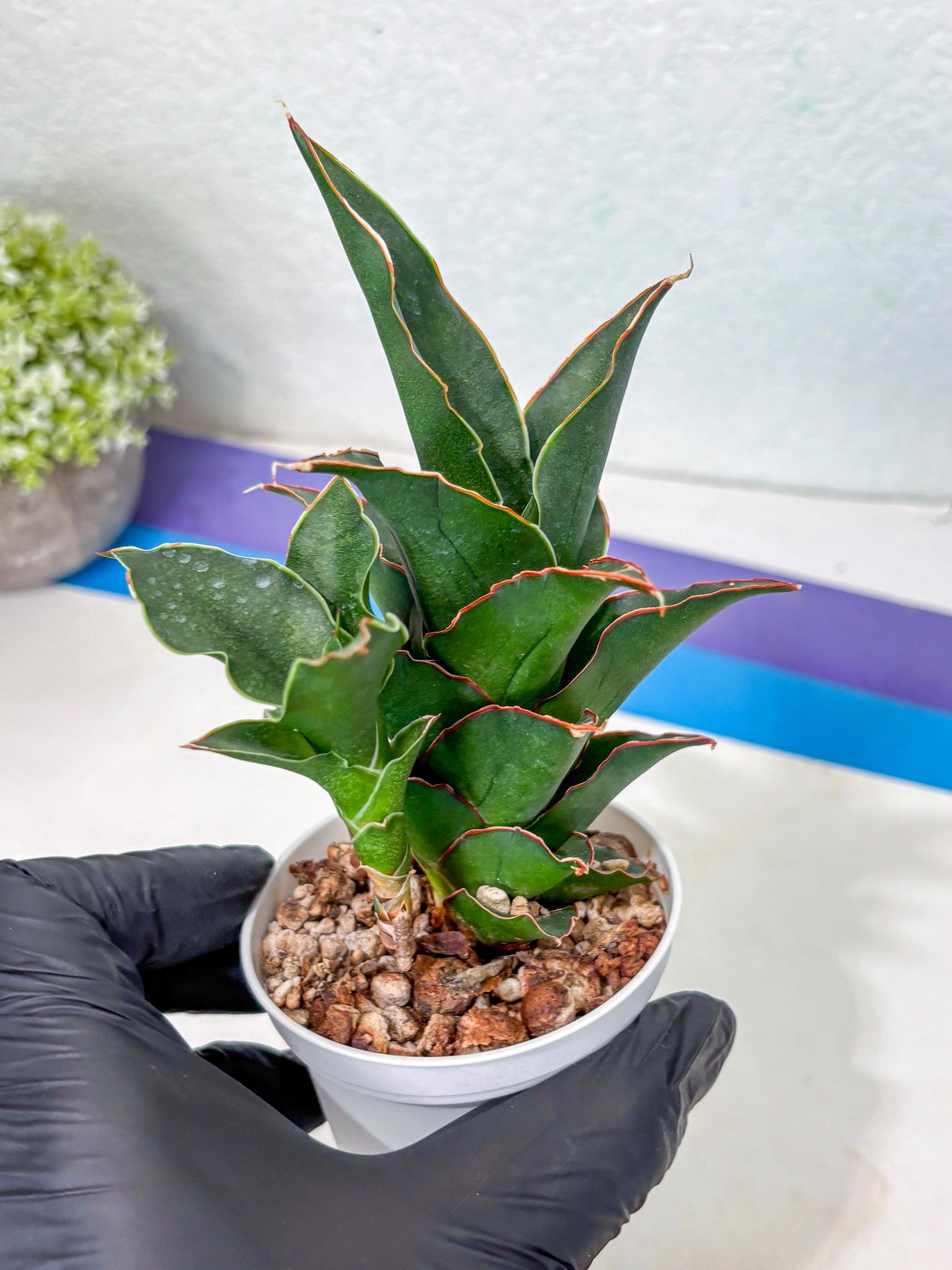 Sansevieria Marlena (Ha5) (11) | Imported Plants