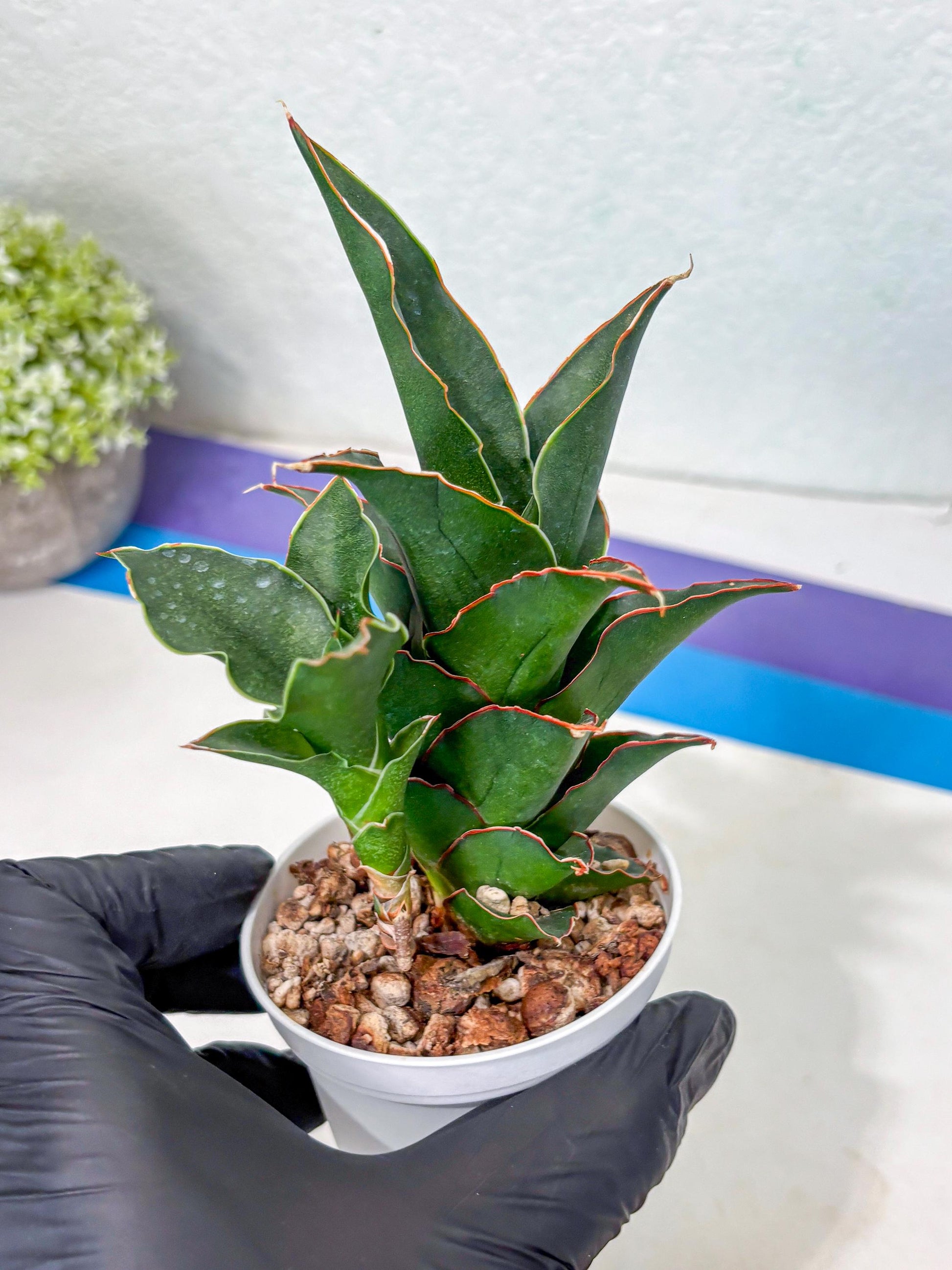 Sansevieria Marlena (Ha5) (11) | Imported Plants