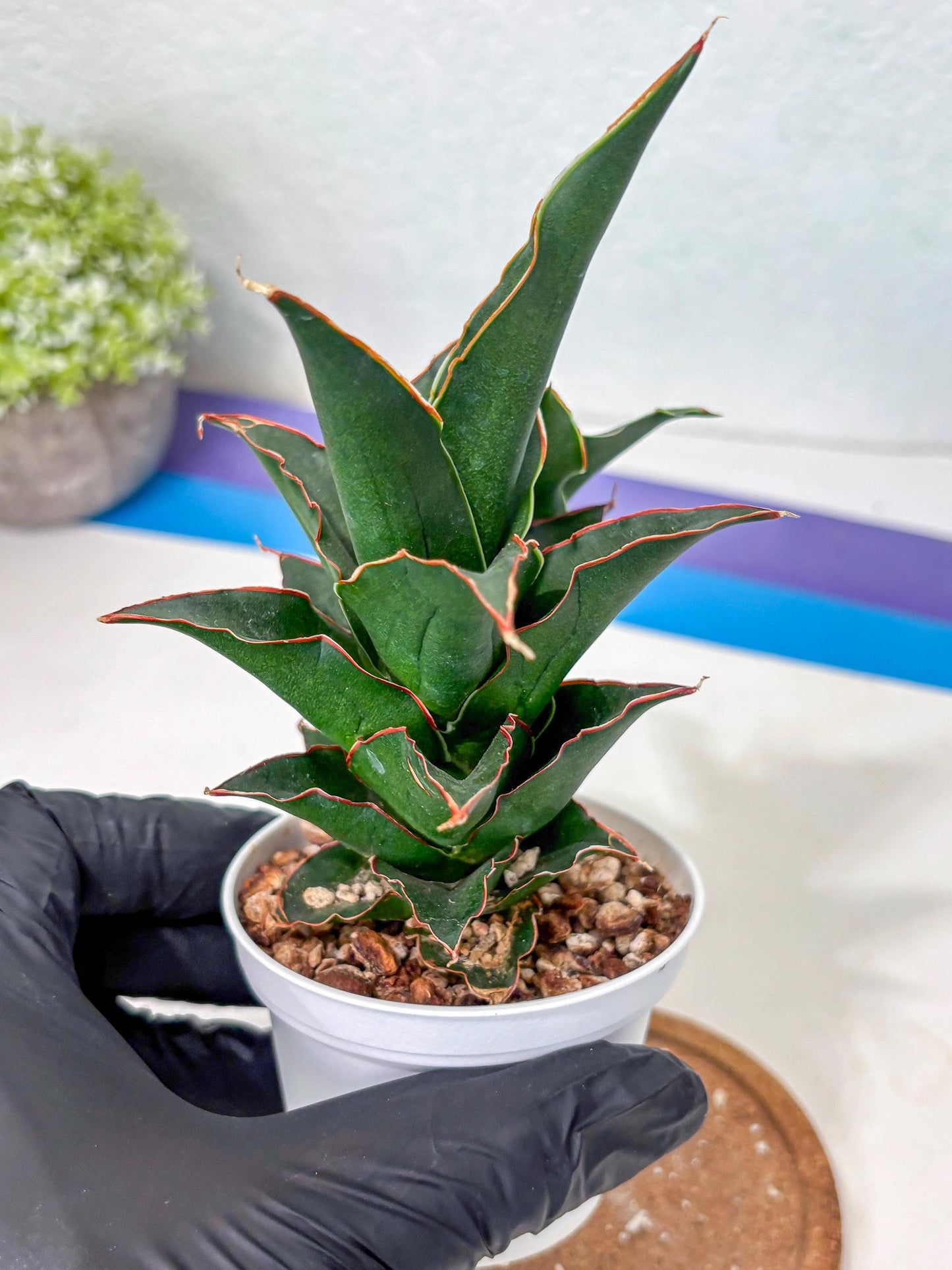 Sansevieria Marlena (Ha5) (11) | Imported Plants