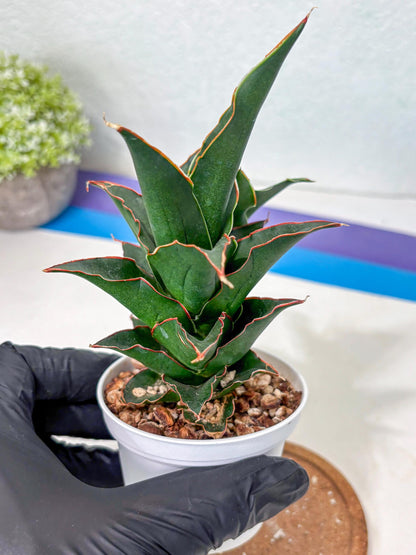 Sansevieria Marlena (Ha5) (11) | Imported Plants