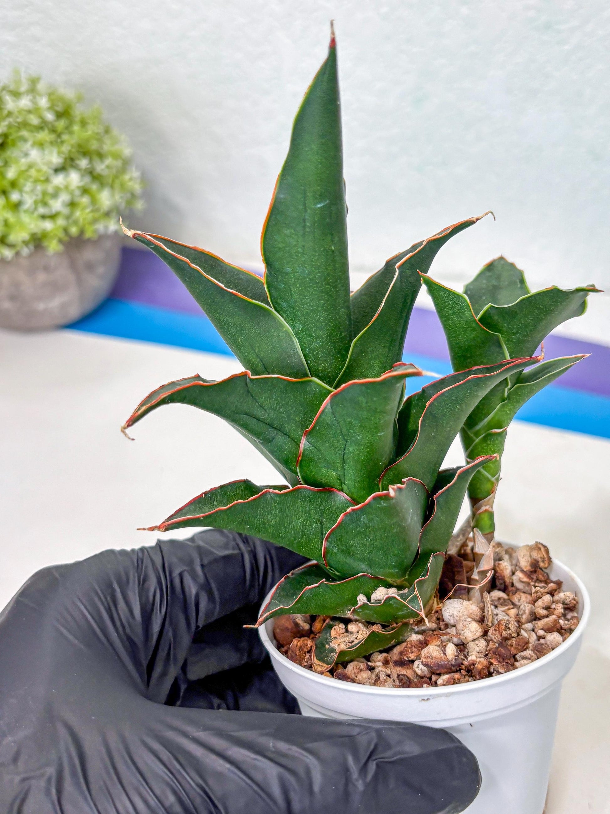 Sansevieria Marlena (Ha5) (11) | Imported Plants