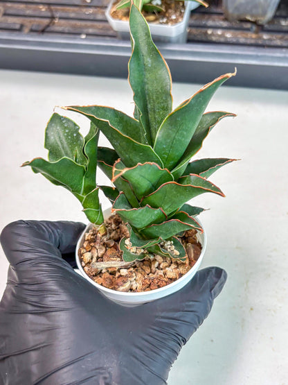 Sansevieria Marlena (Ha5) (11) | Imported Plants