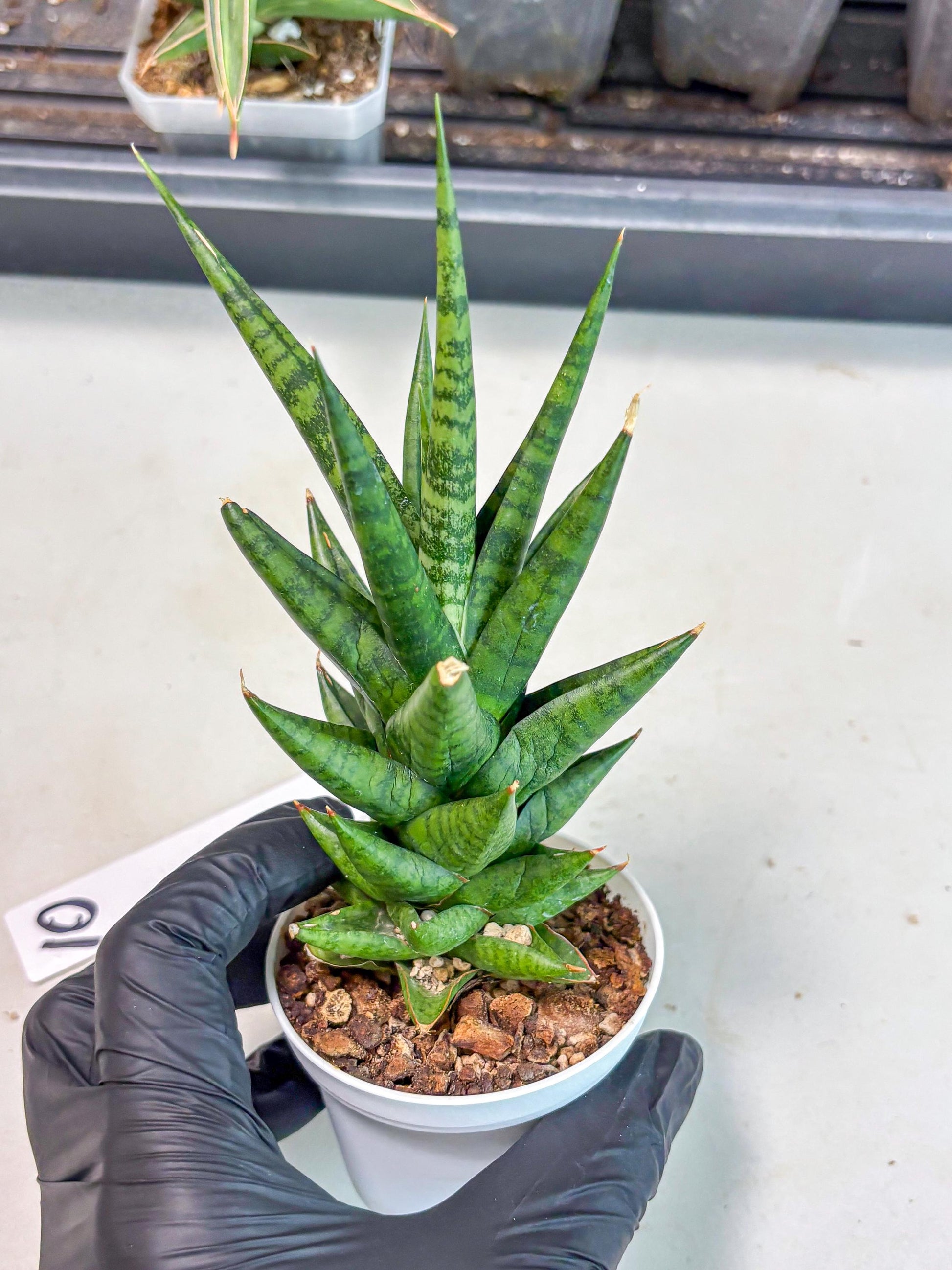 Sansevieria Tesya (Ha5) (10) | Imported
