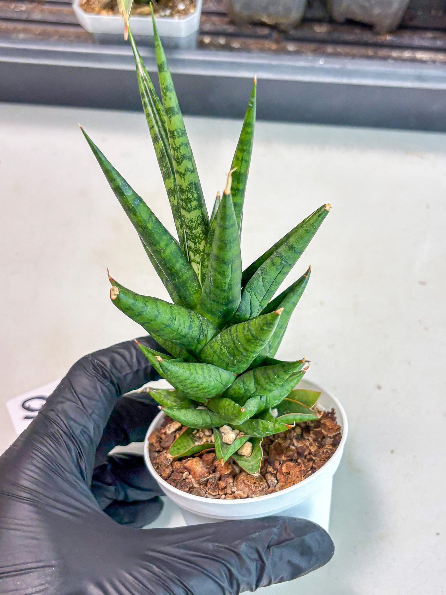 Sansevieria Tesya (Ha5) (10) | Imported