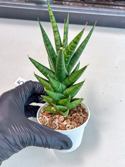 Sansevieria Tesya (Ha5) (5) | Imported