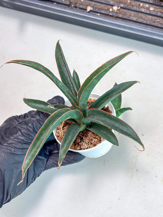 Sansevieria Aethiopica (Ha5) (12) | Imported