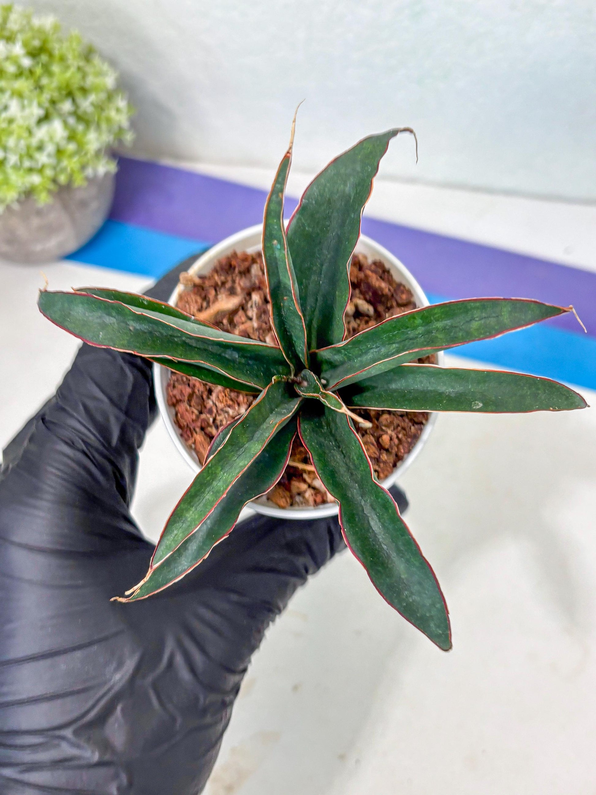 Sansevieria Aethiopica (Ha5) (14) | Imported