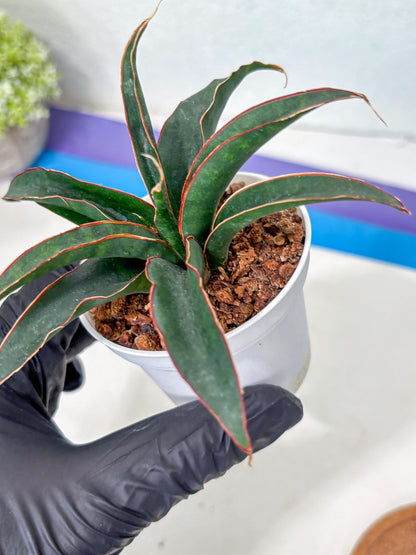 Sansevieria Aethiopica (Ha5) (14) | Imported
