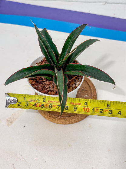 Sansevieria Aethiopica (Ha5) (14) | Imported