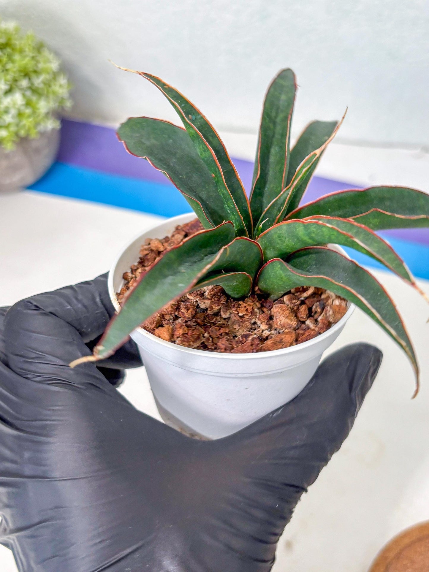 Sansevieria Aethiopica (Ha5) (14) | Imported