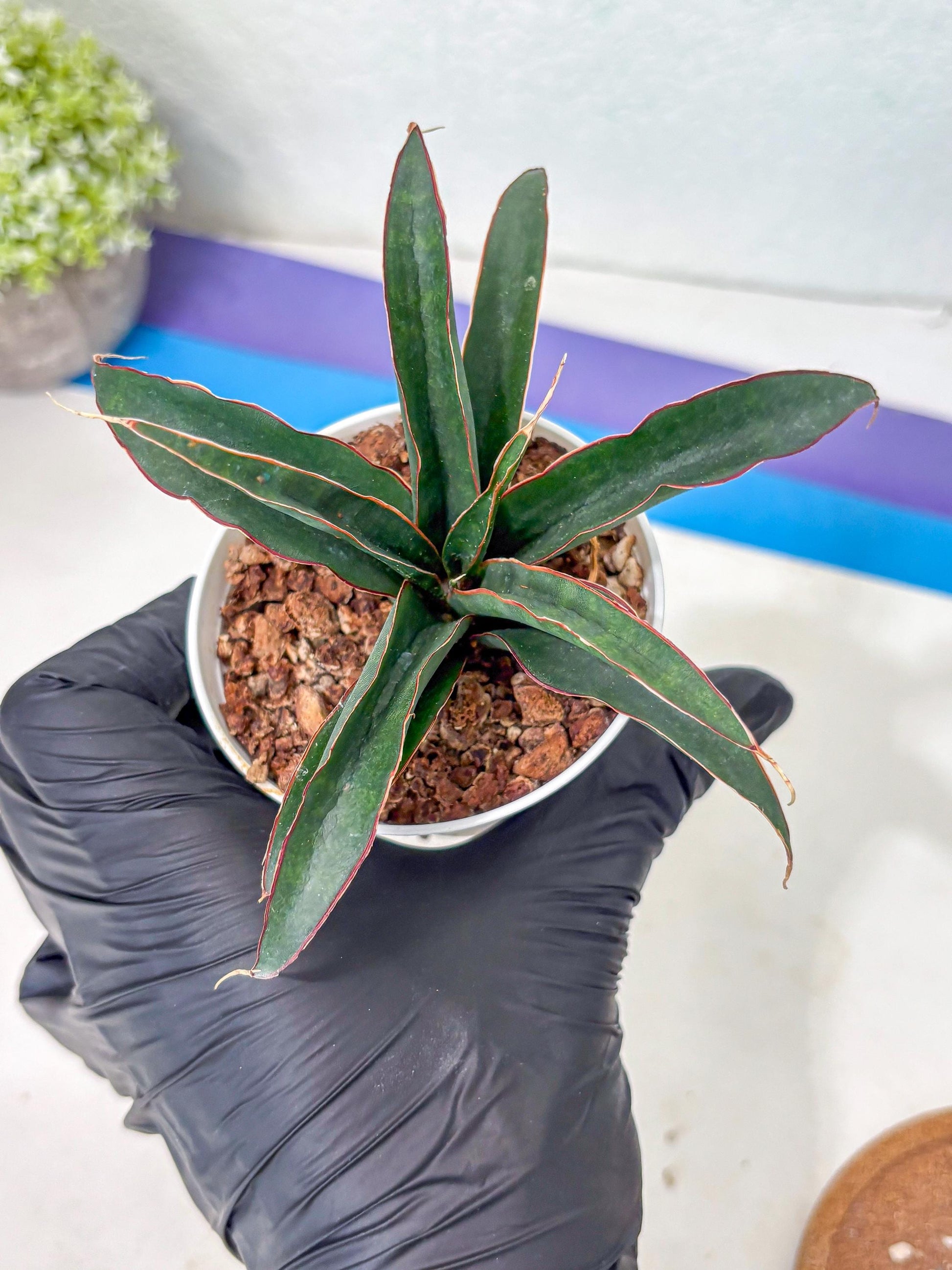 Sansevieria Aethiopica (Ha5) (14) | Imported