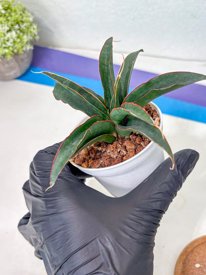 Sansevieria Aethiopica (Ha5) (14) | Imported