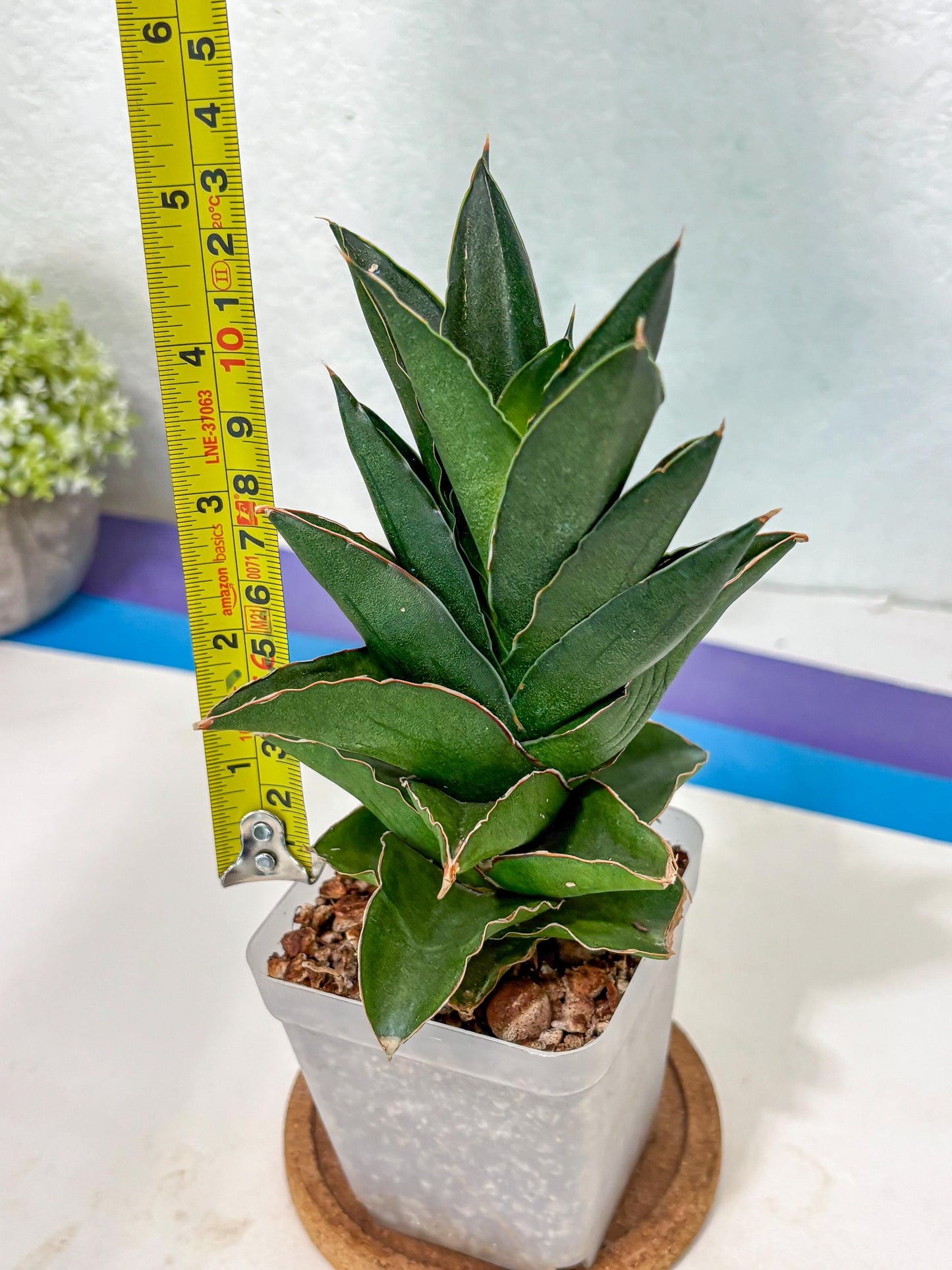 Sansevieria Bonny (Ha5) (15) | Imported
