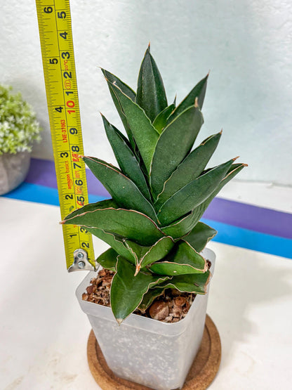 Sansevieria Bonny (Ha5) (15) | Imported